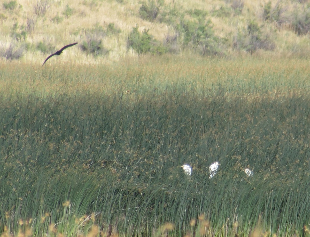 Western Cattle Egret - ML136682191