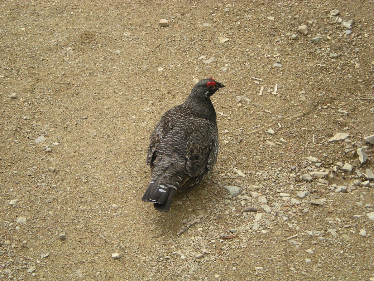 Spruce Grouse - ML136682721