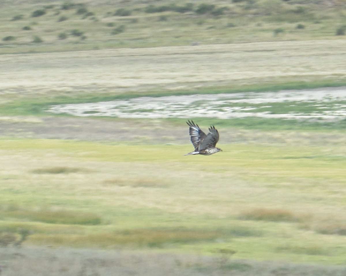 Ferruginous Hawk - ML136682781