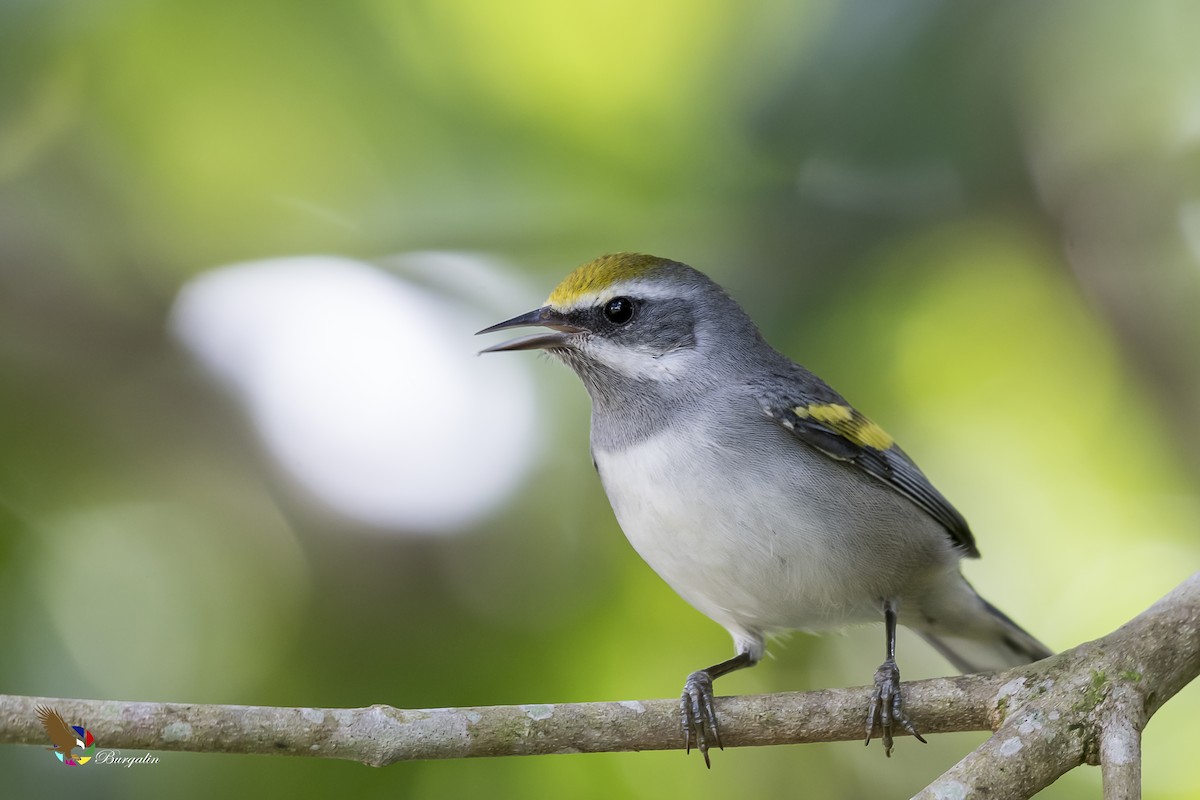 Golden-winged Warbler - Fernando Burgalin Sequeria