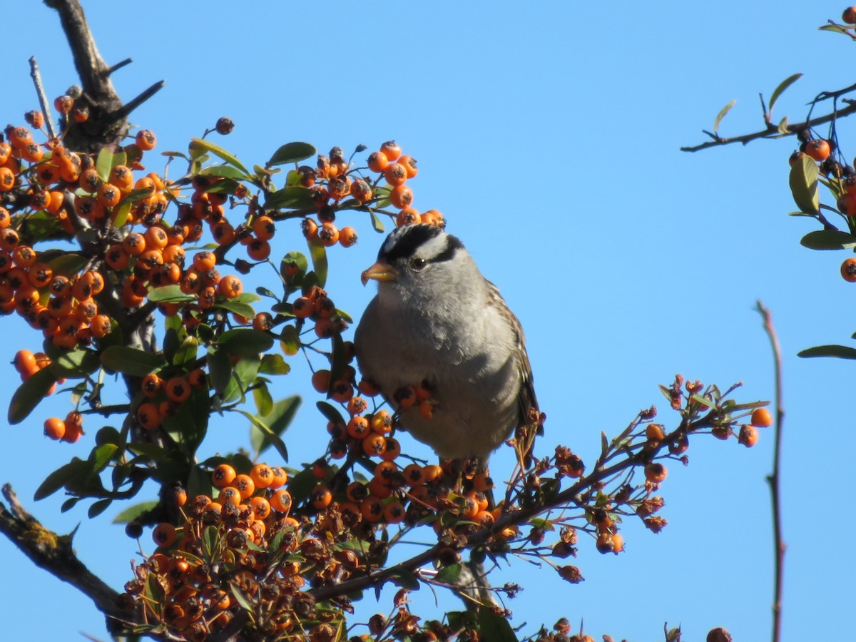 White-crowned Sparrow - ML136688321