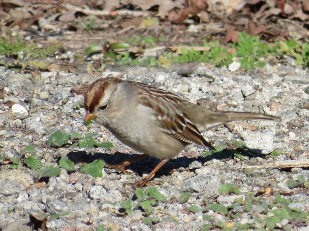 White-crowned Sparrow - ML136688331