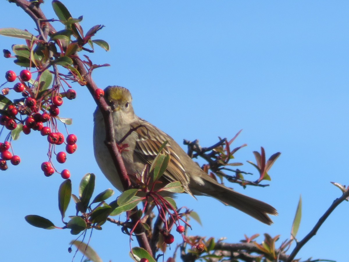 Golden-crowned Sparrow - ML136688431