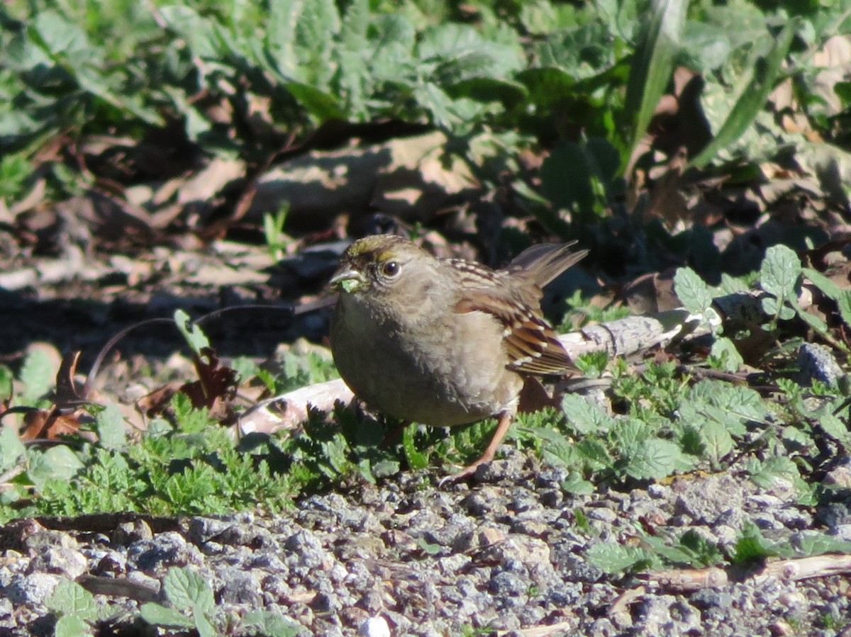 Golden-crowned Sparrow - ML136688451