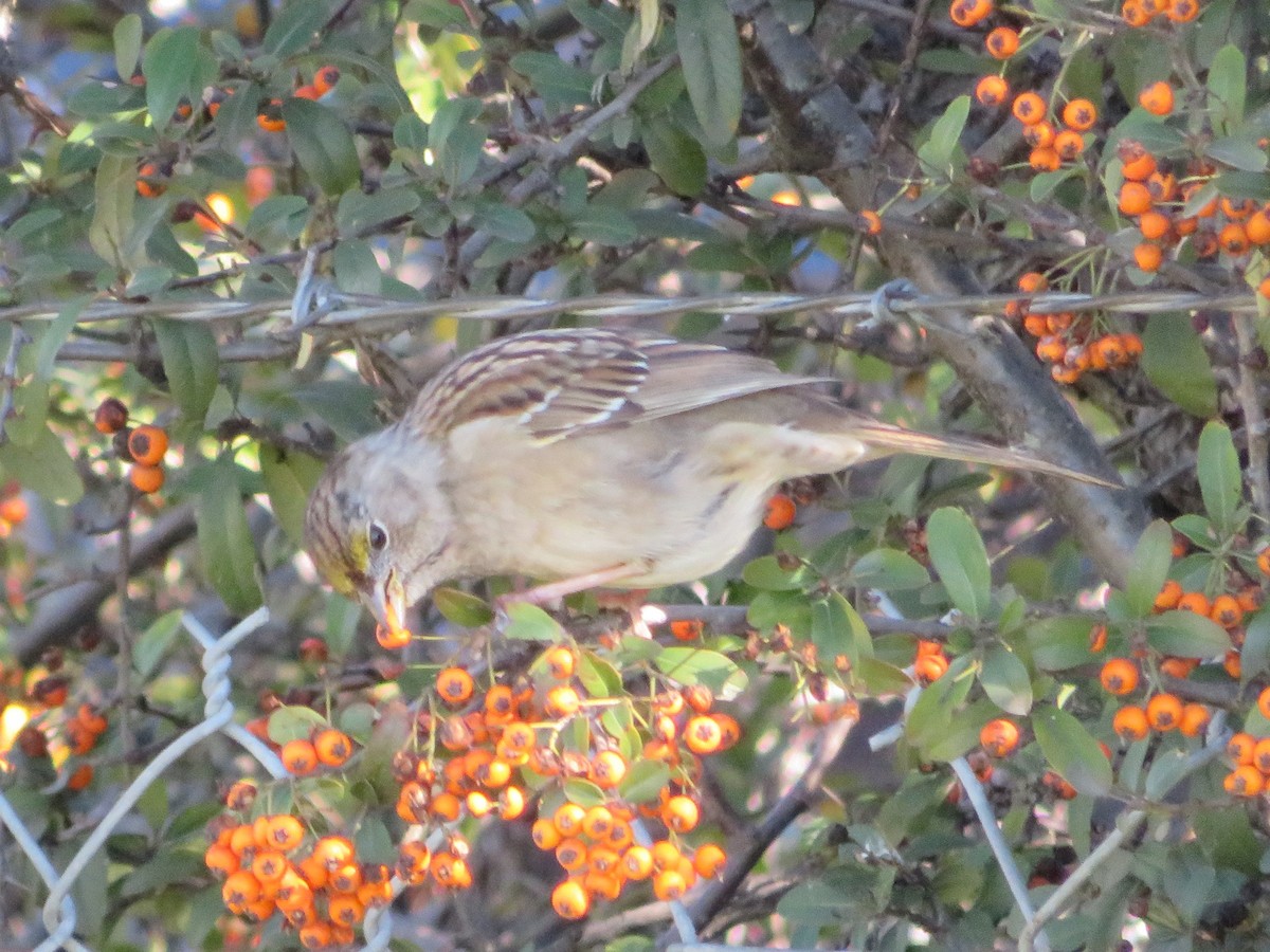Golden-crowned Sparrow - ML136688461