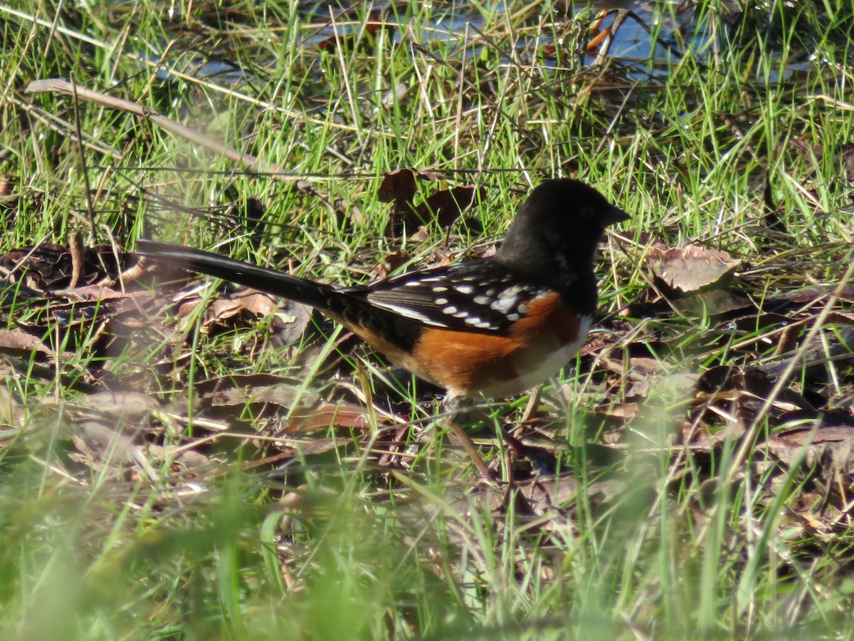 Spotted Towhee - ML136688521