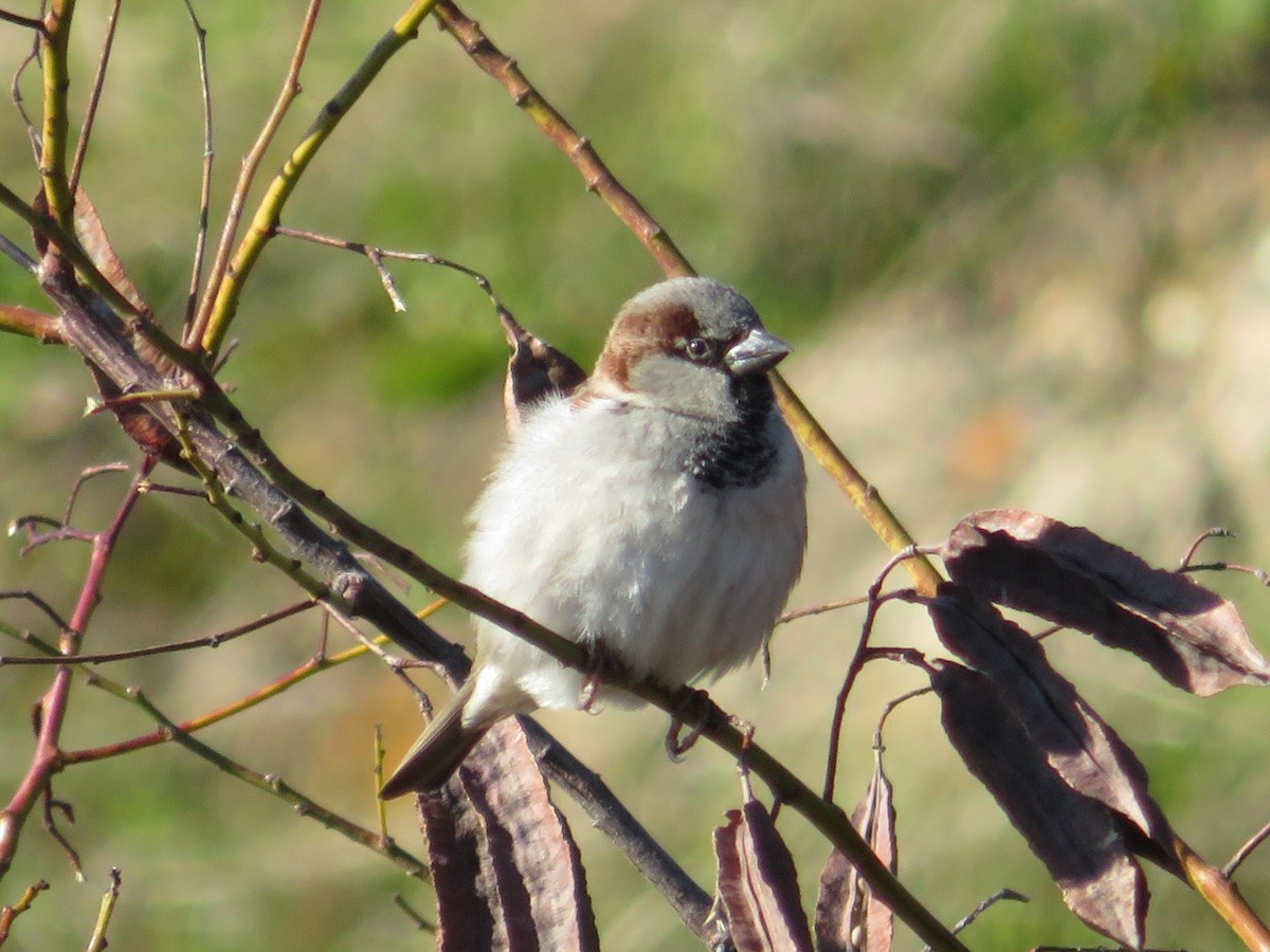 Оронгийн бор шувуу - ML136688591