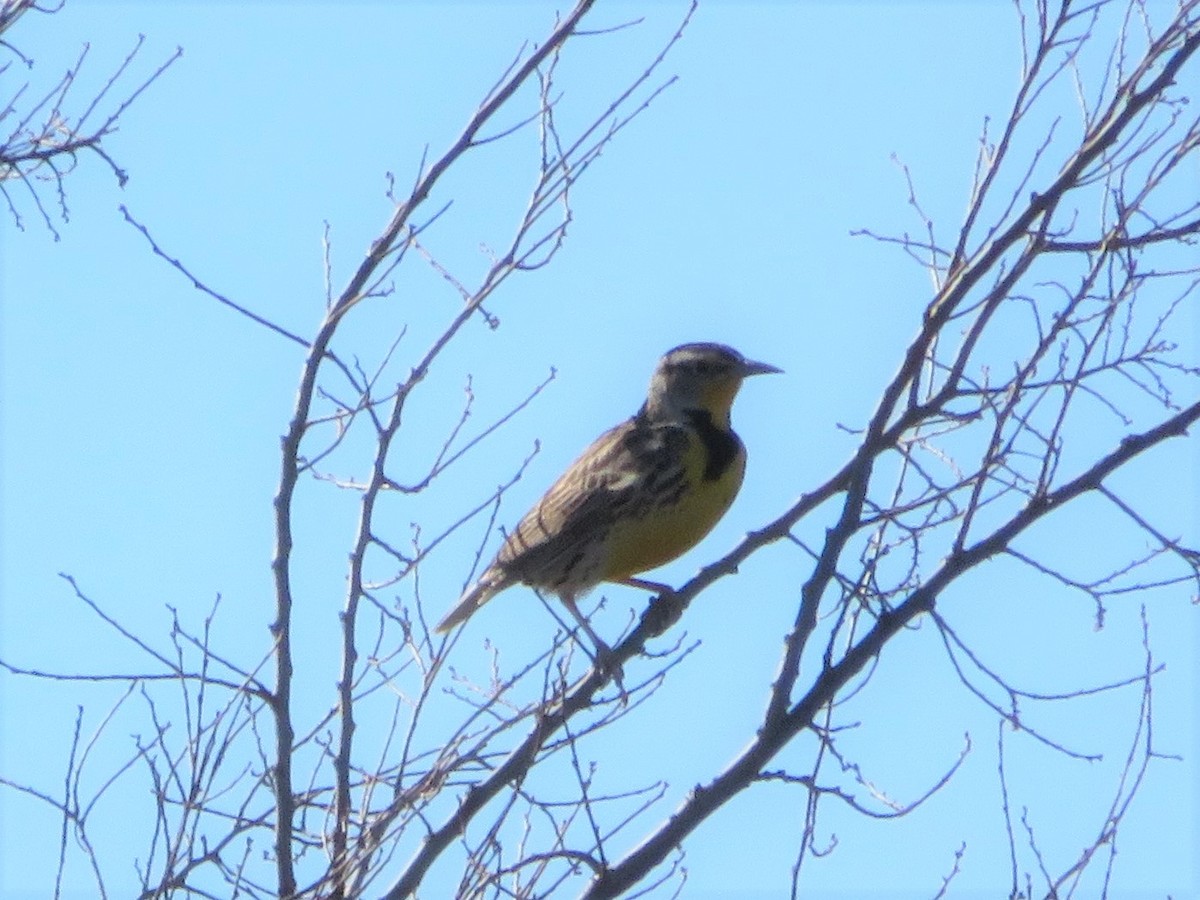 Western Meadowlark - ML136688771