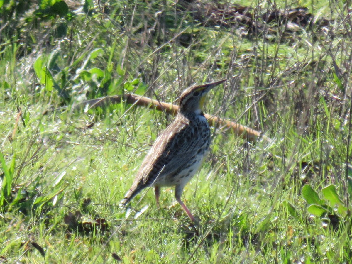 Western Meadowlark - ML136688781