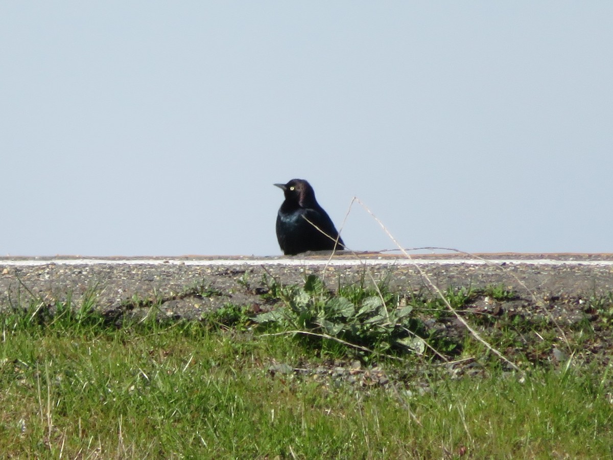 Brewer's Blackbird - ML136688871
