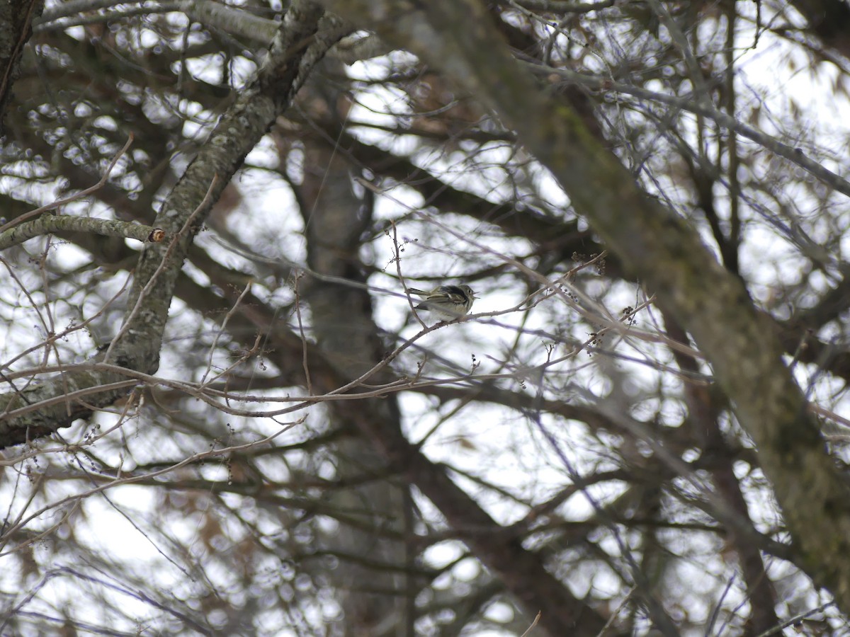 Roitelet à couronne rubis - ML136690191