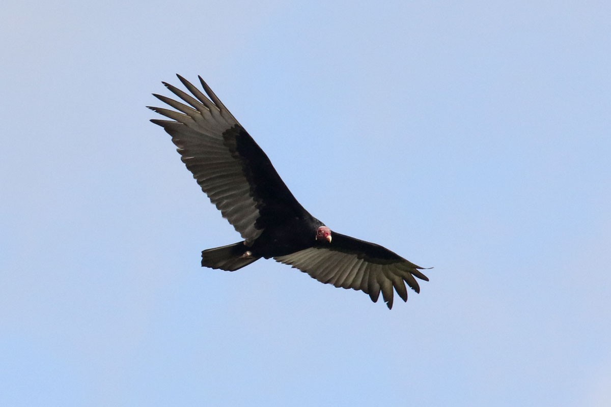 Turkey Vulture - ML136690251