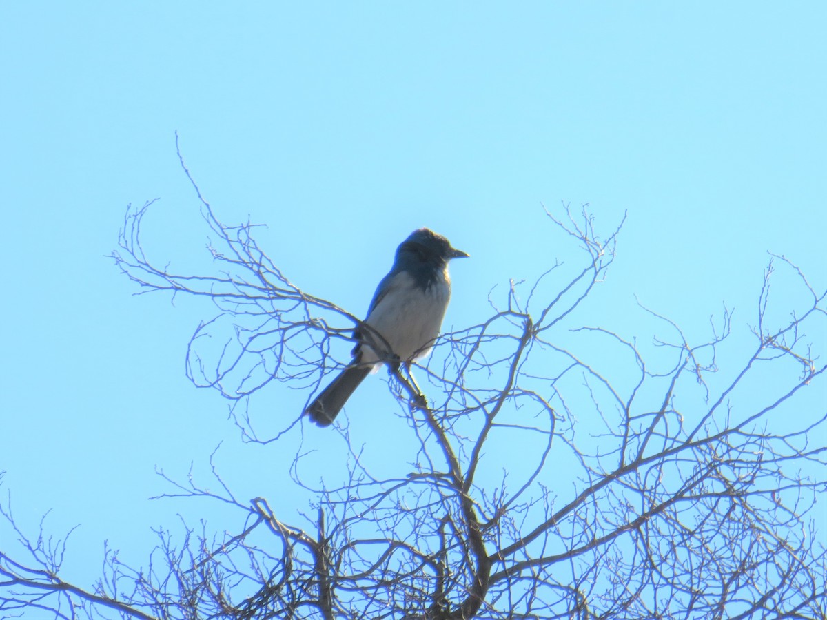 California Scrub-Jay - ML136690491