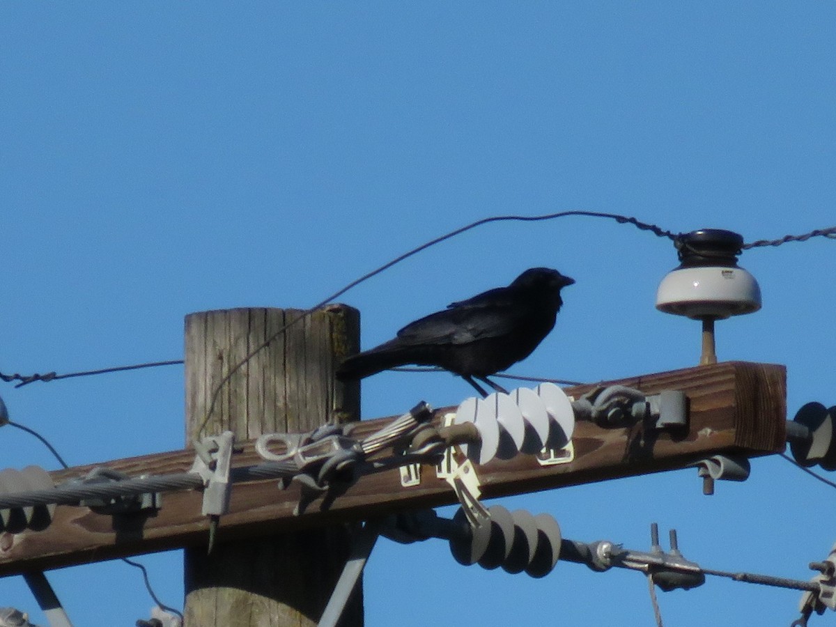 American Crow - ML136690511