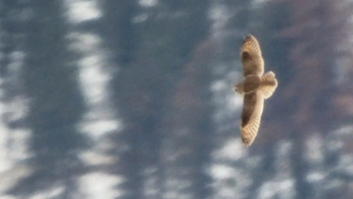 Short-eared Owl - ML136693251