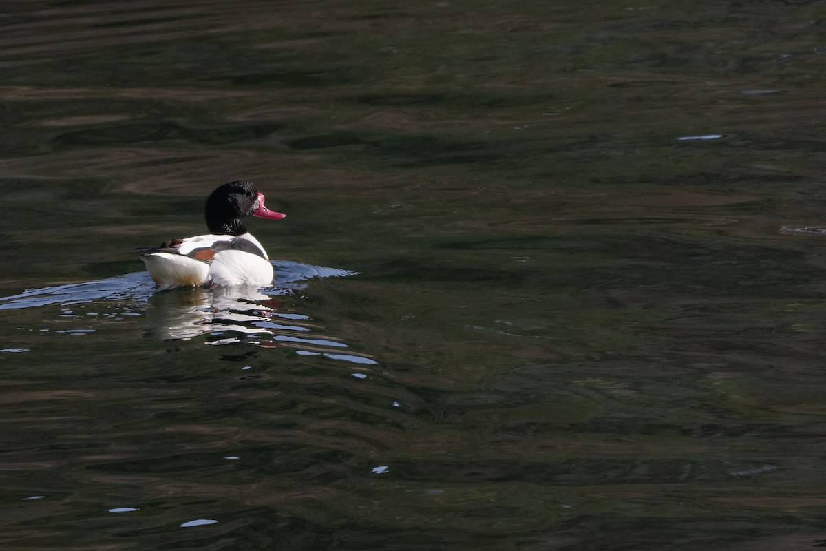 Common Shelduck - ML136693651