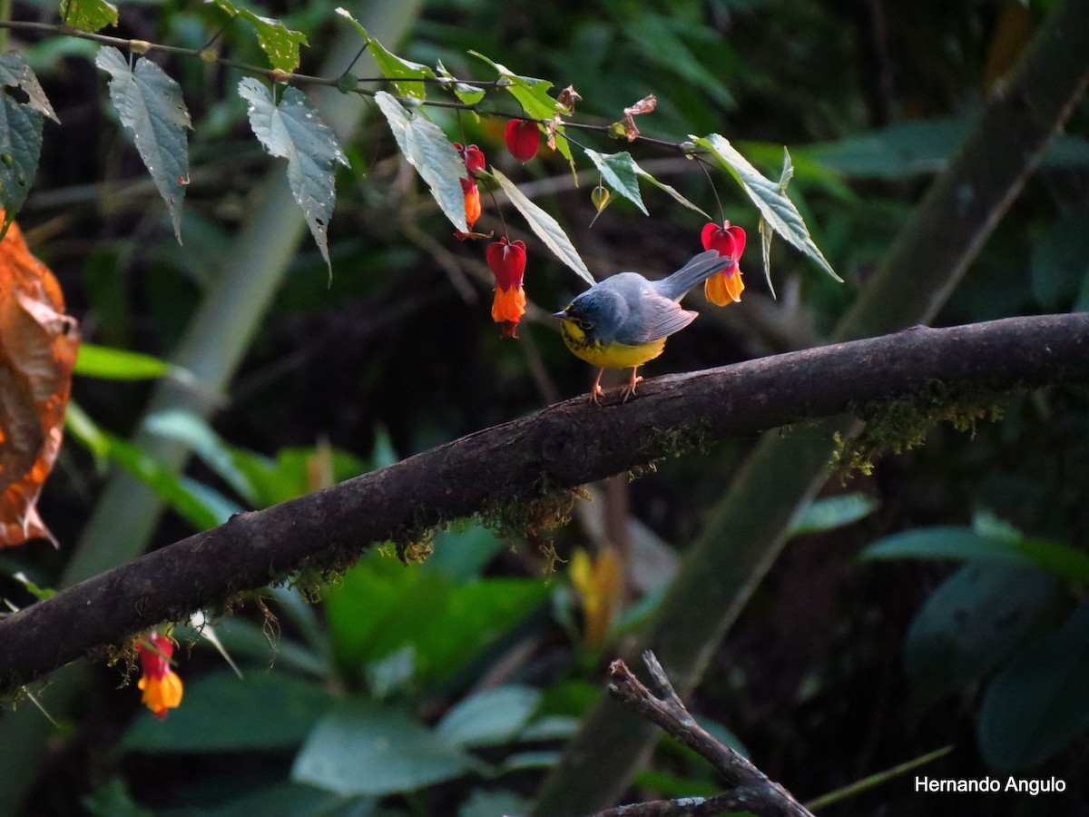 Canada Warbler - ML136694161