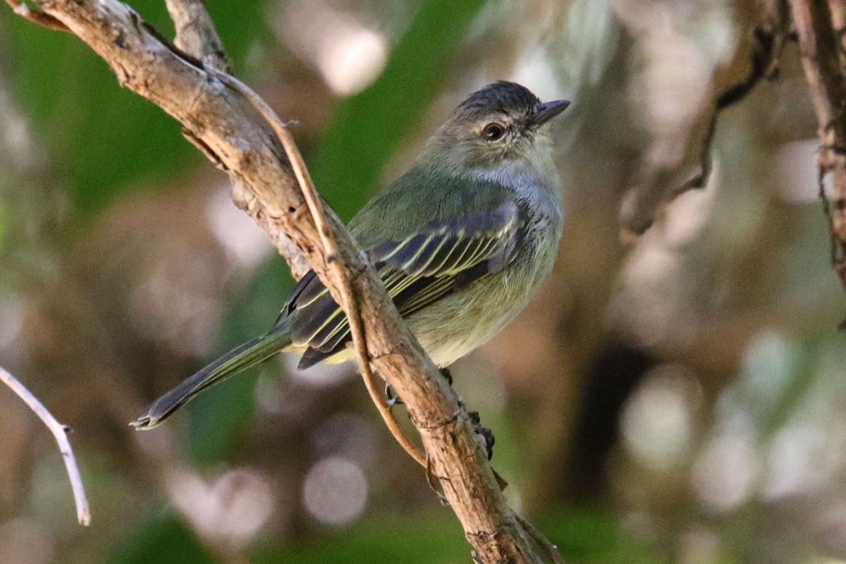 Mistletoe Tyrannulet - ML136694911