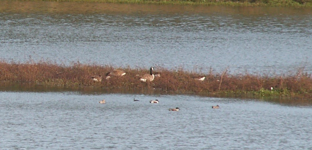 Northern Shoveler - ML136694931