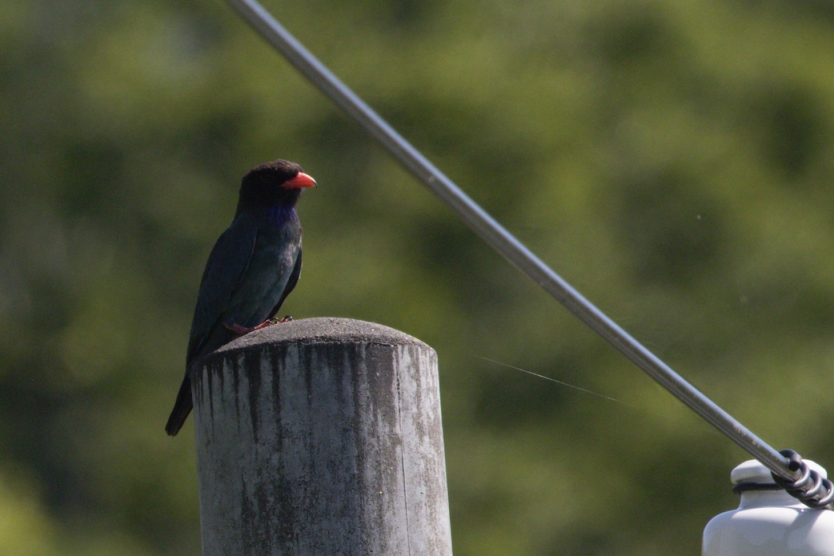 Dollarbird - ML136695271