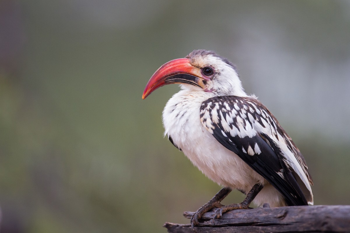 Northern Red-billed Hornbill - ML136695521