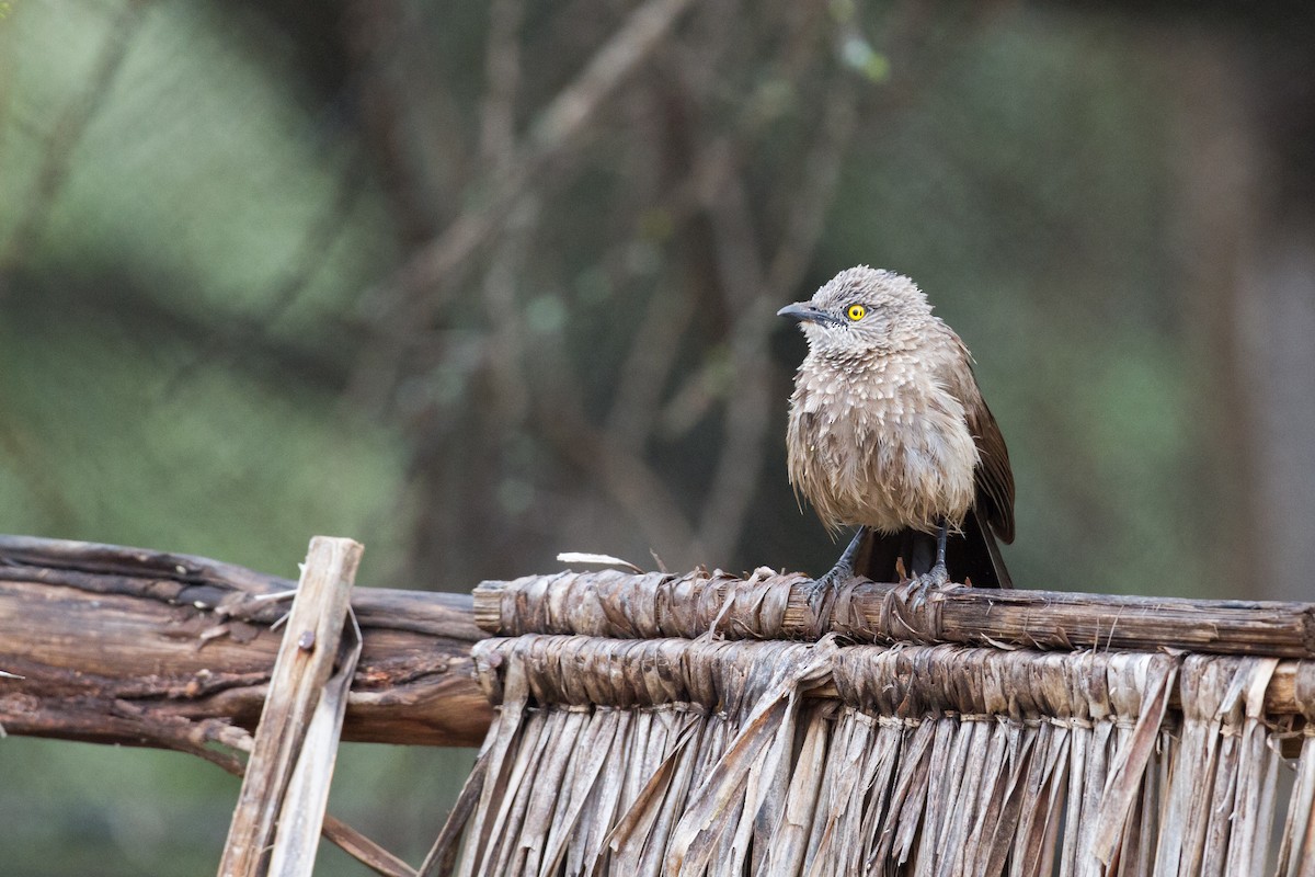 Brown Babbler - ML136695651