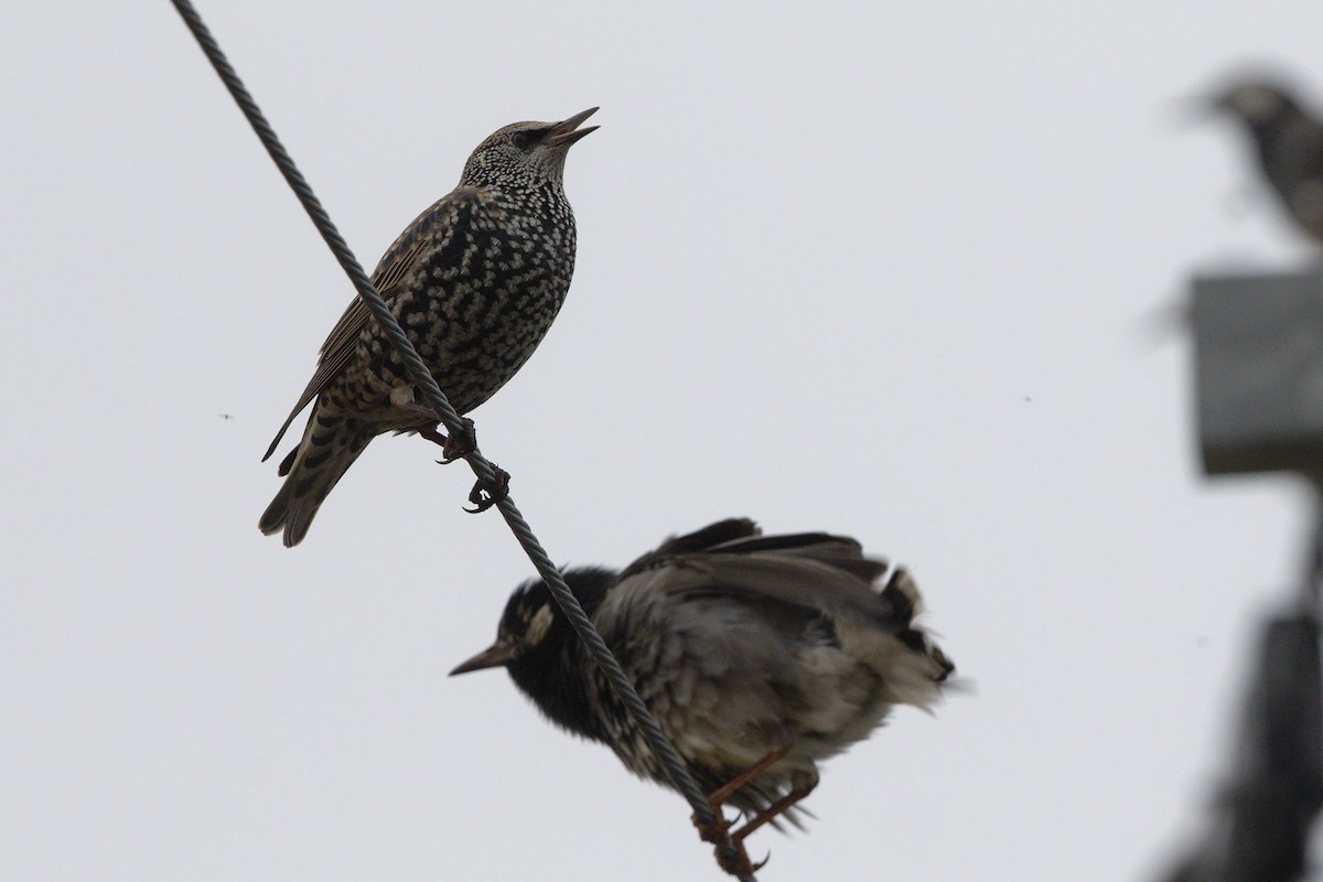 European Starling - ML136695661