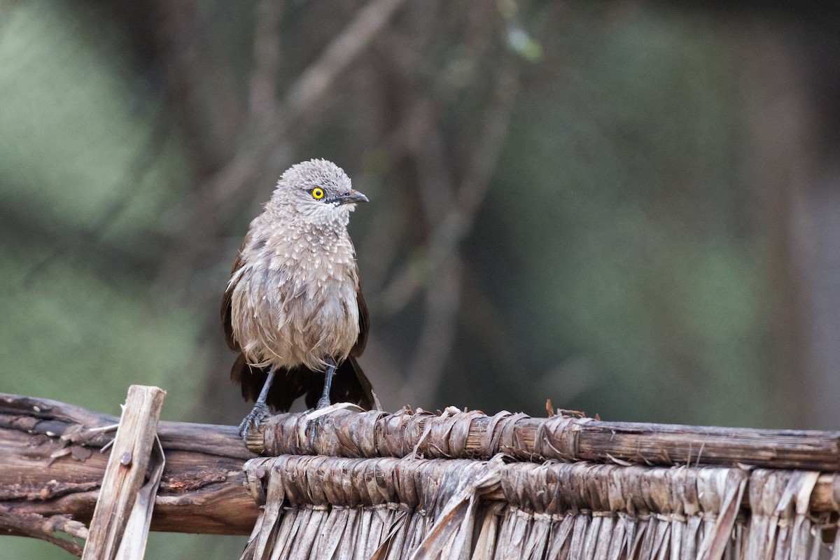 Brown Babbler - ML136695671