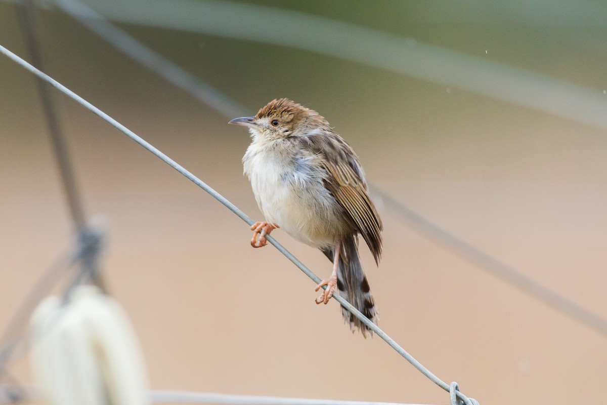 Rattling Cisticola - ML136695941