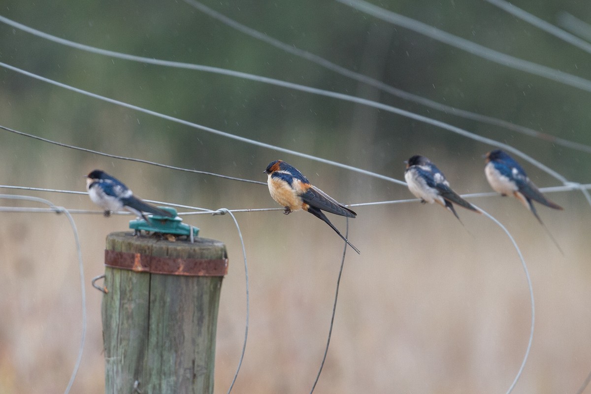 Red-rumped Swallow - ML136696031