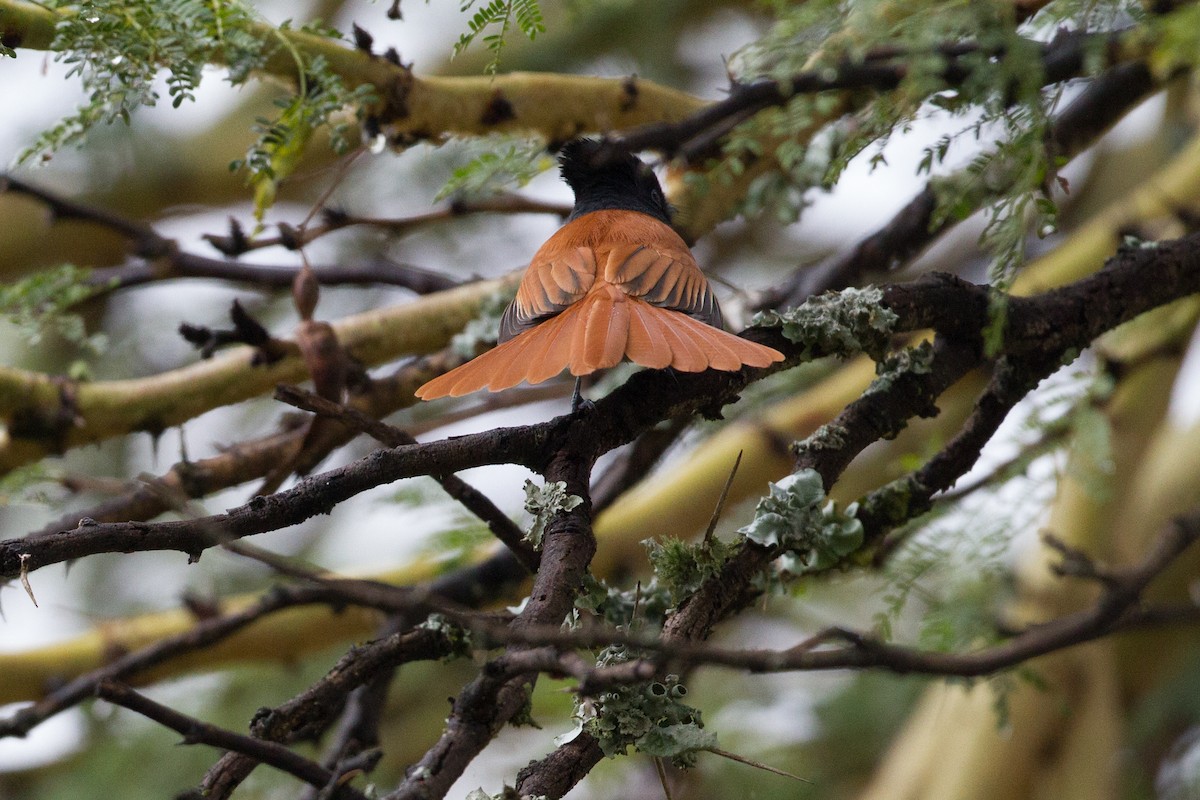 African Paradise-Flycatcher - ML136696441