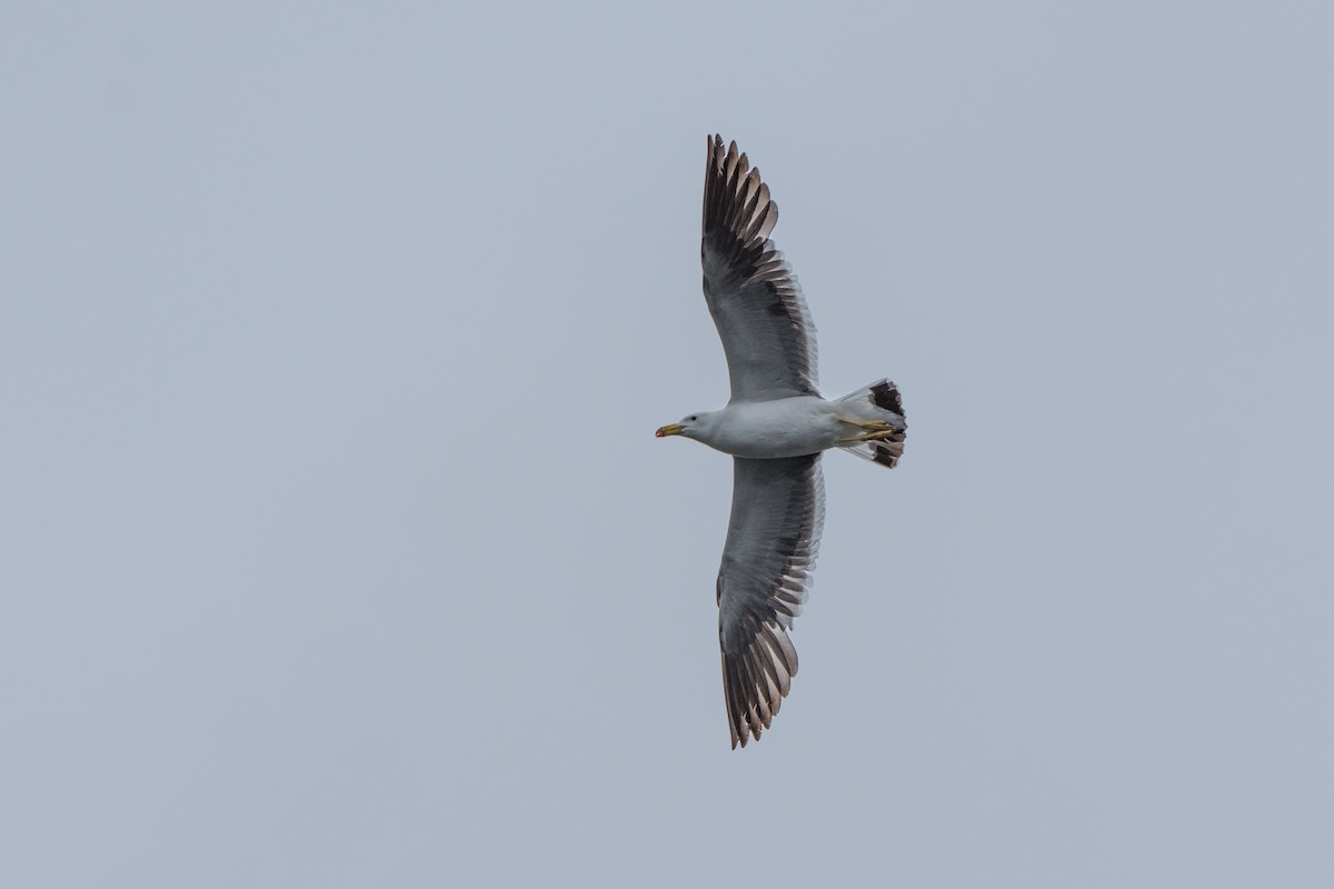 Belcher's Gull - ML136696451