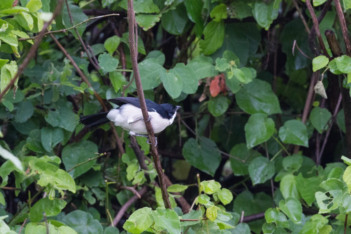 Tropical Boubou - ML136696841