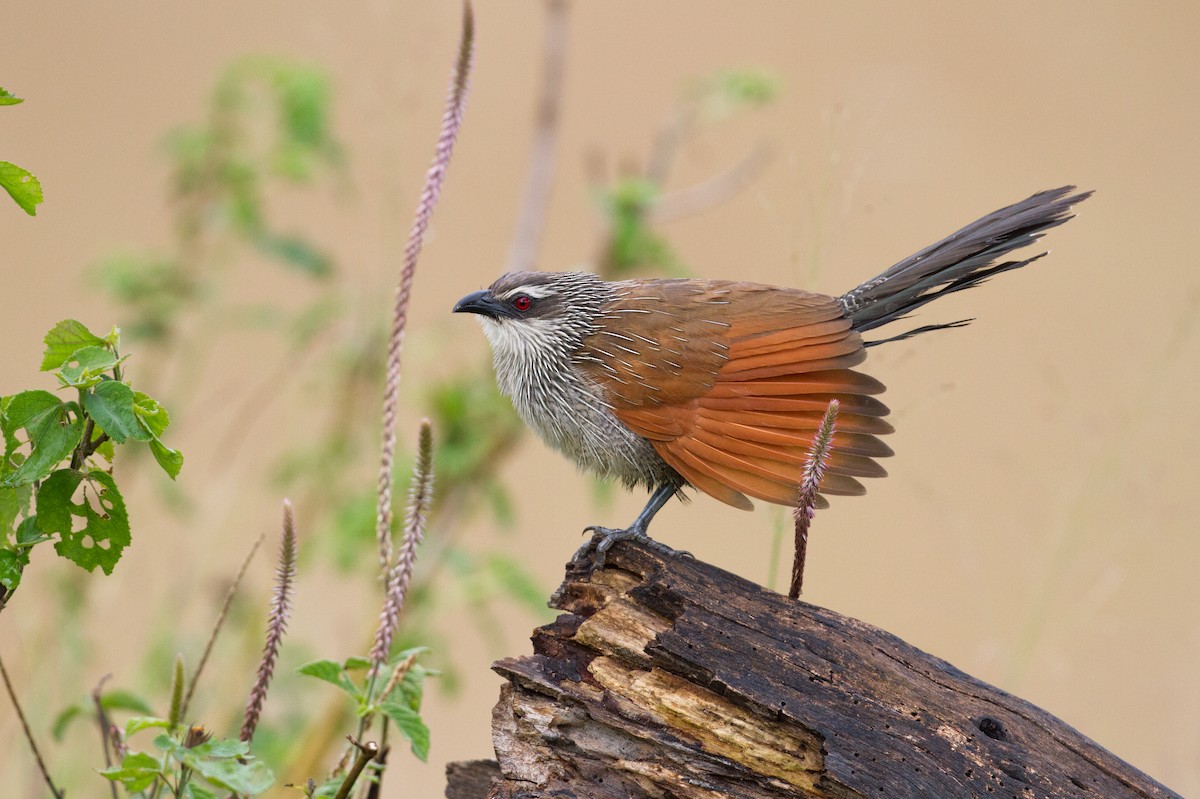 White-browed Coucal - Chris Sayers