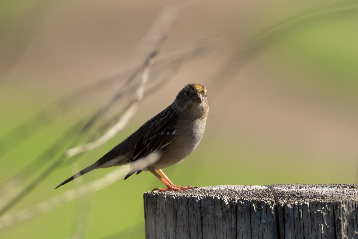 Golden-crowned Sparrow - ML136697561