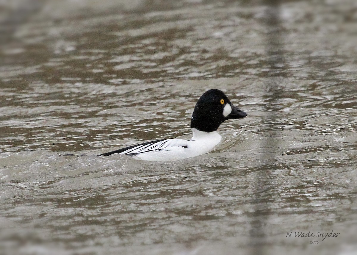 Common Goldeneye - N. Wade Snyder