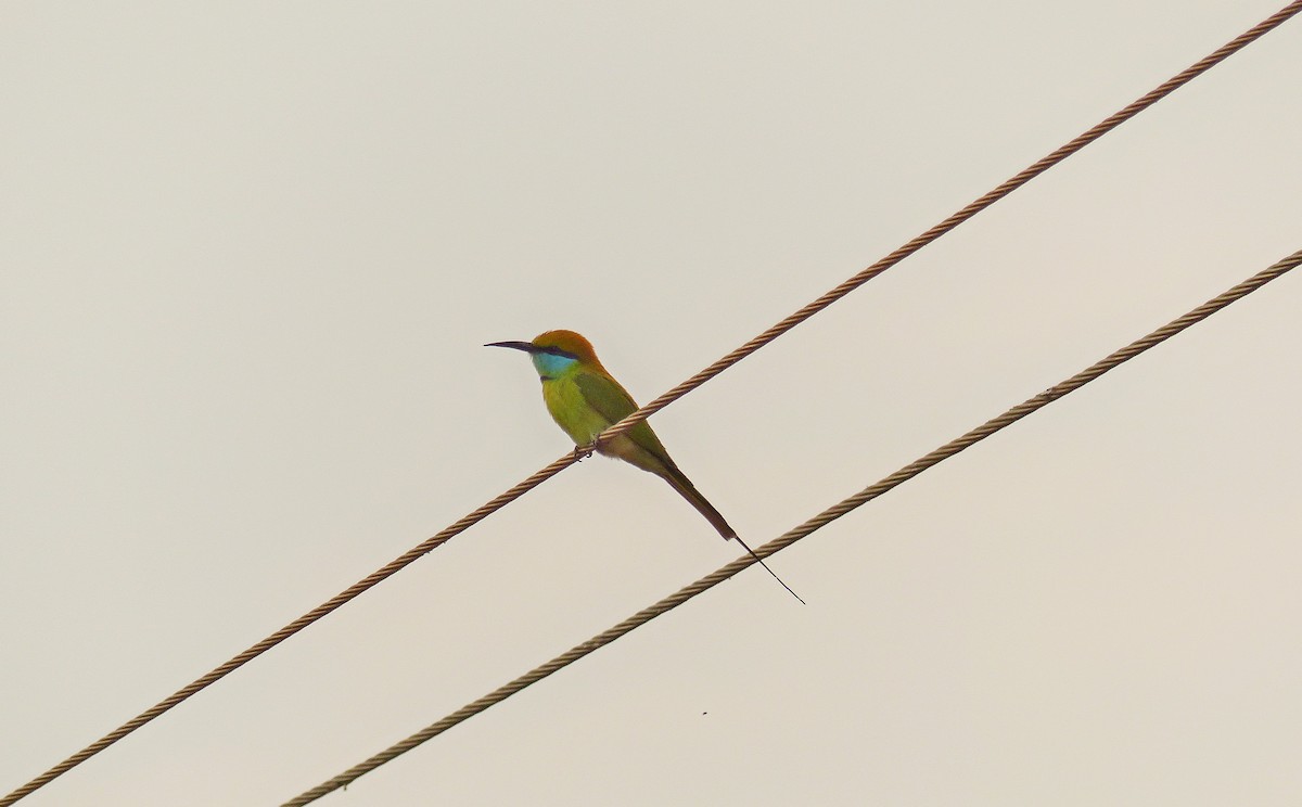 Asian Green Bee-eater - ML136698001