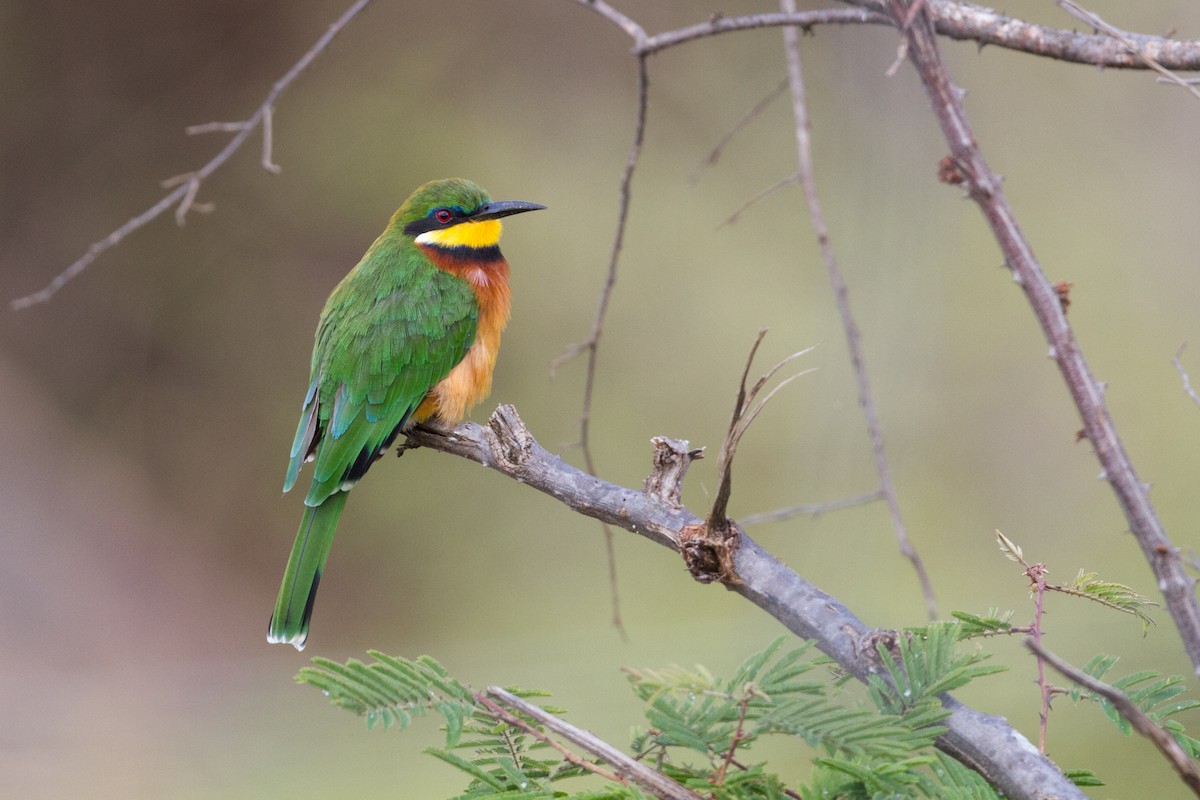 Cinnamon-chested Bee-eater - Chris Sayers