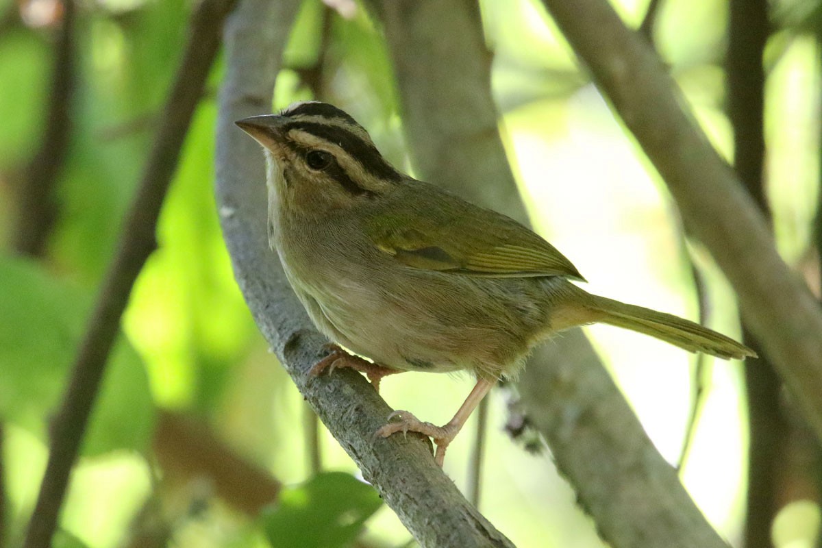 Olive Sparrow - Noah Strycker