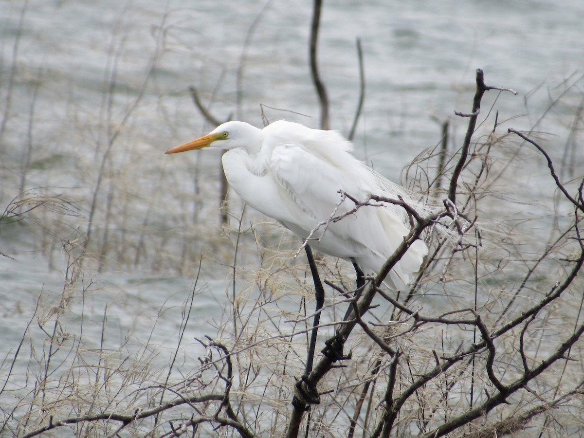 Great Egret - David Poortinga