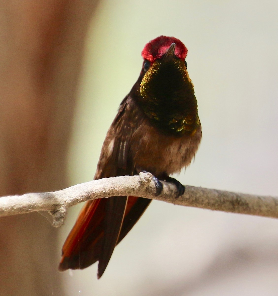 kolibřík červenohlavý - ML136698631