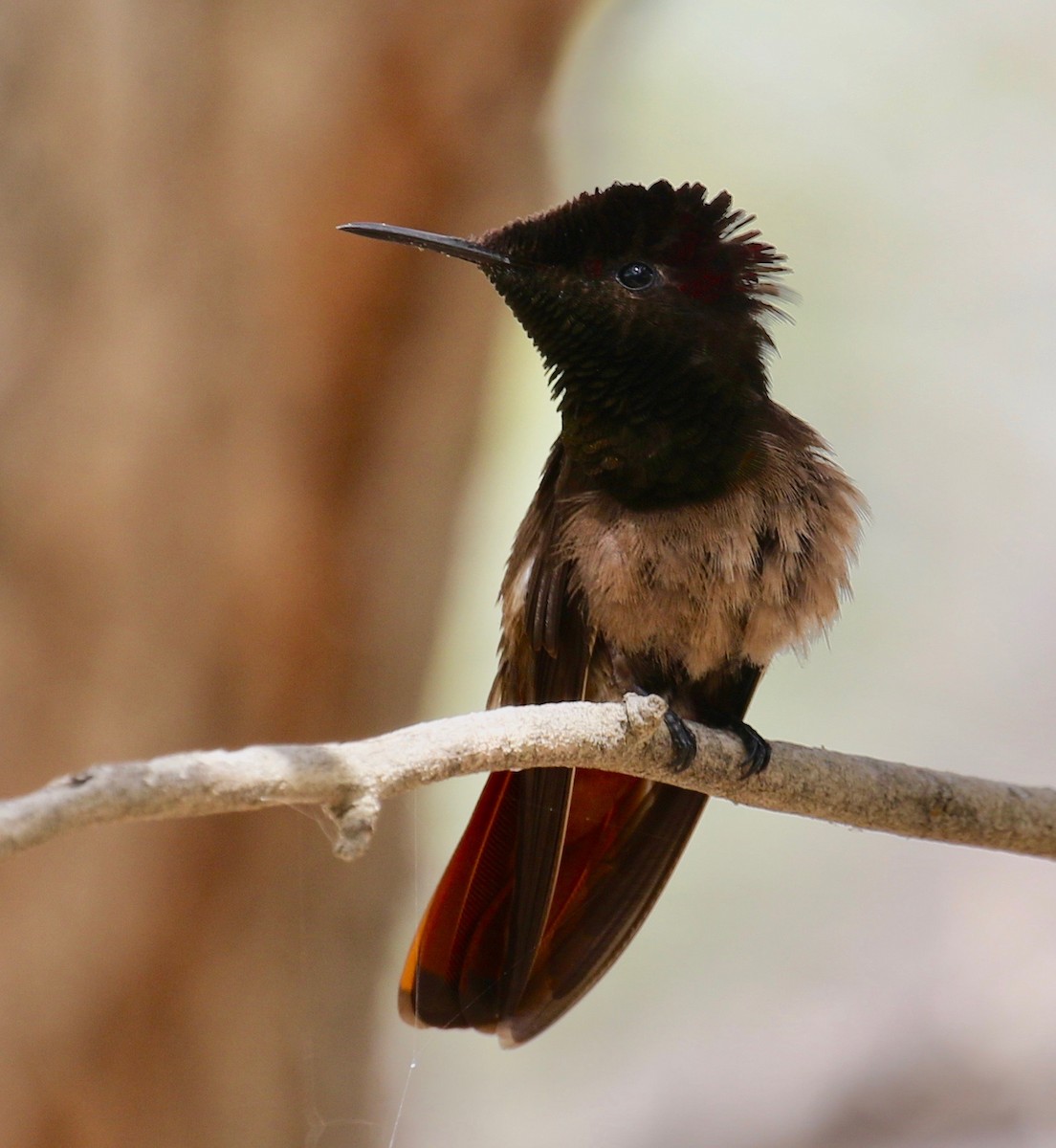 kolibřík červenohlavý - ML136698641