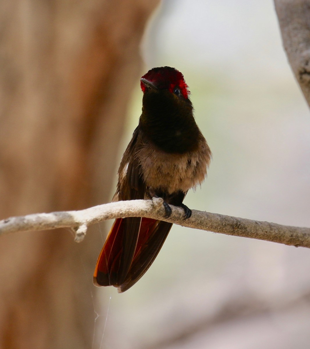 Ruby-topaz Hummingbird - ML136698651