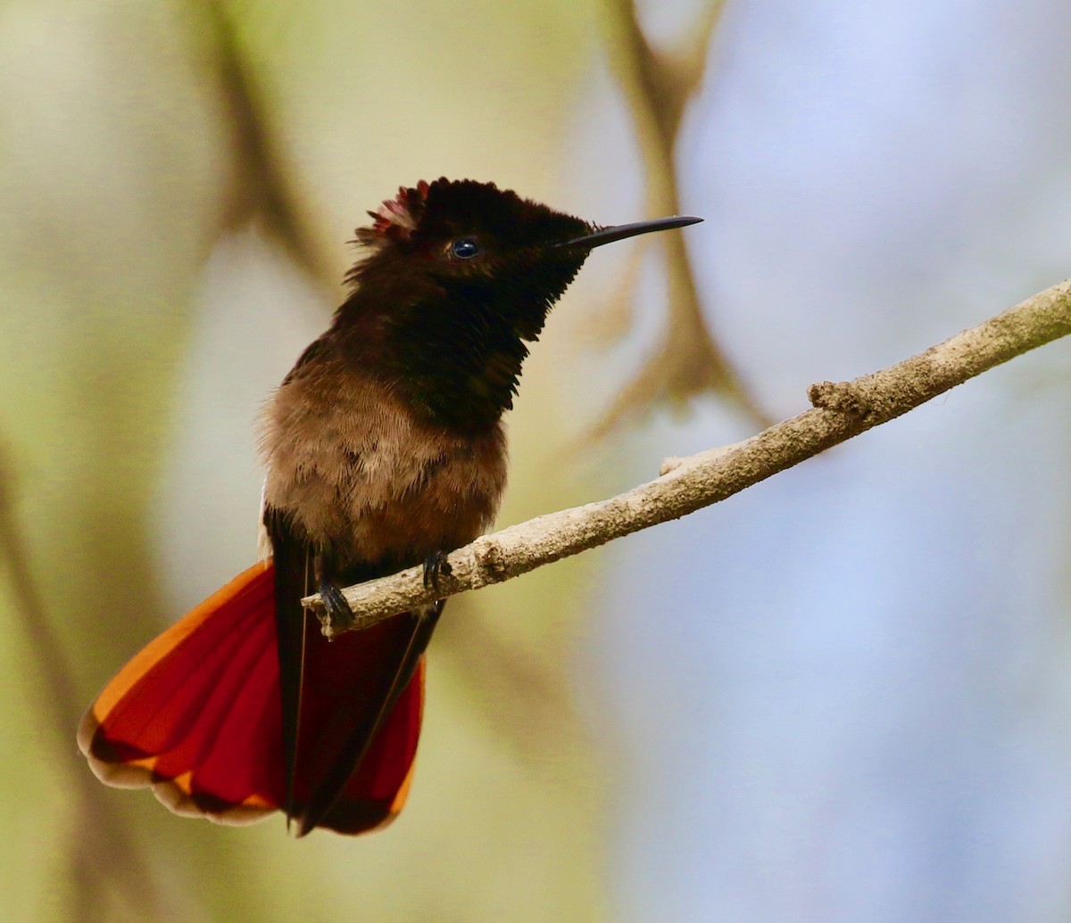 kolibřík červenohlavý - ML136698991