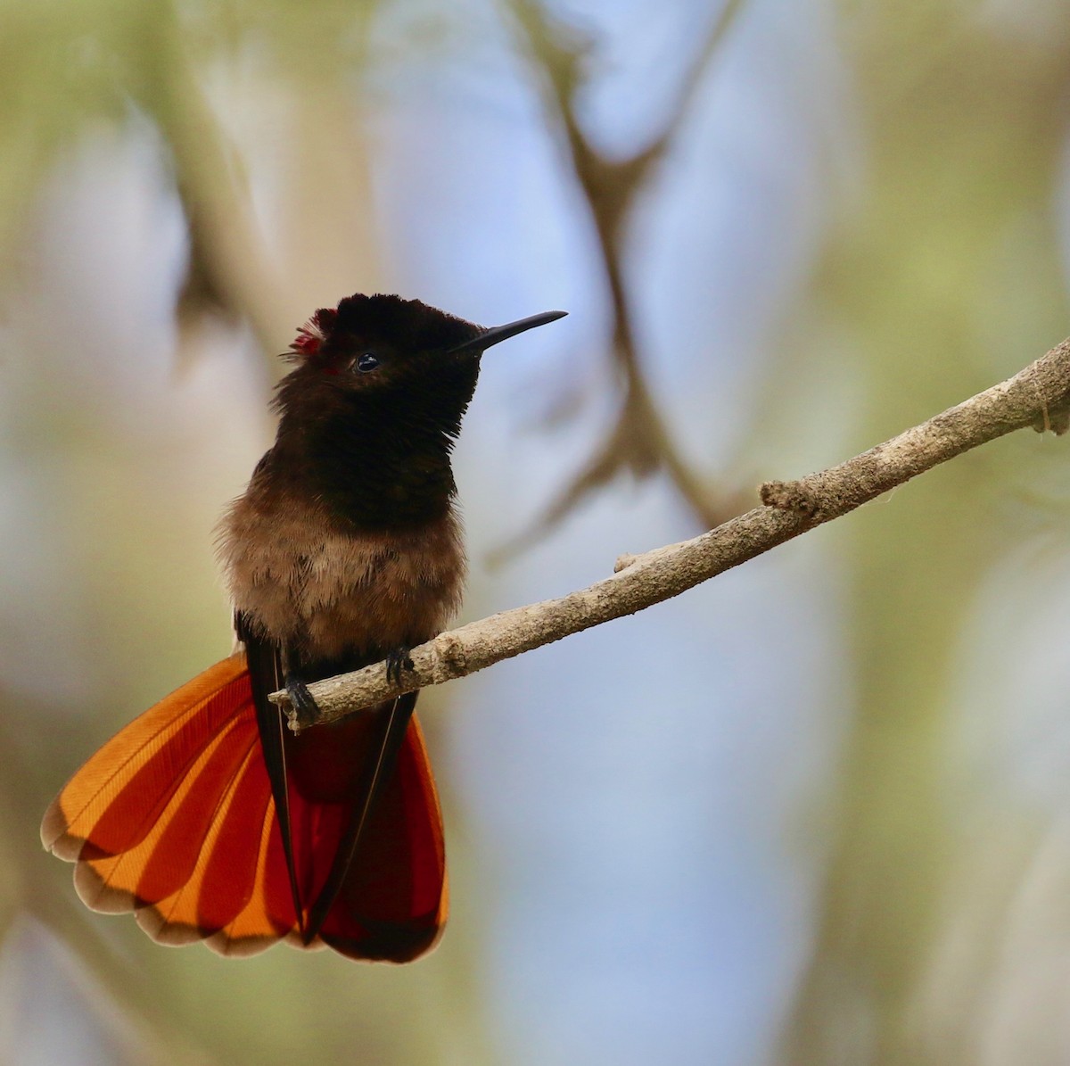kolibřík červenohlavý - ML136699001
