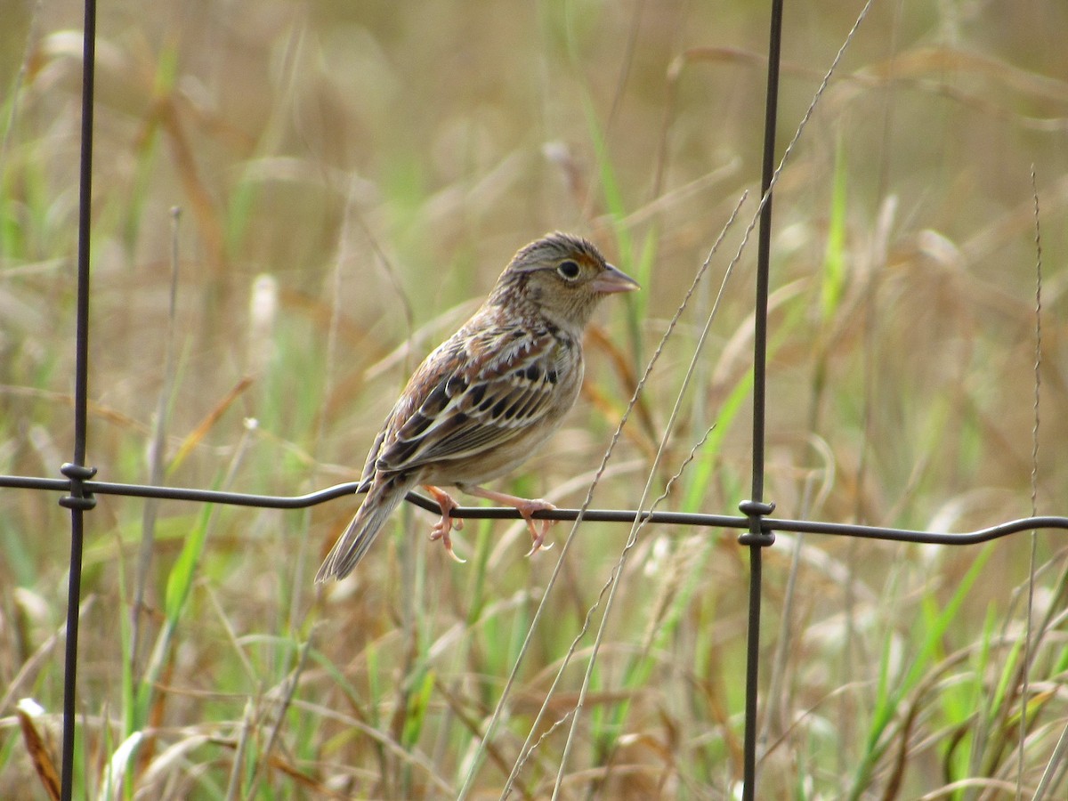 Grasshopper Sparrow - ML136699011