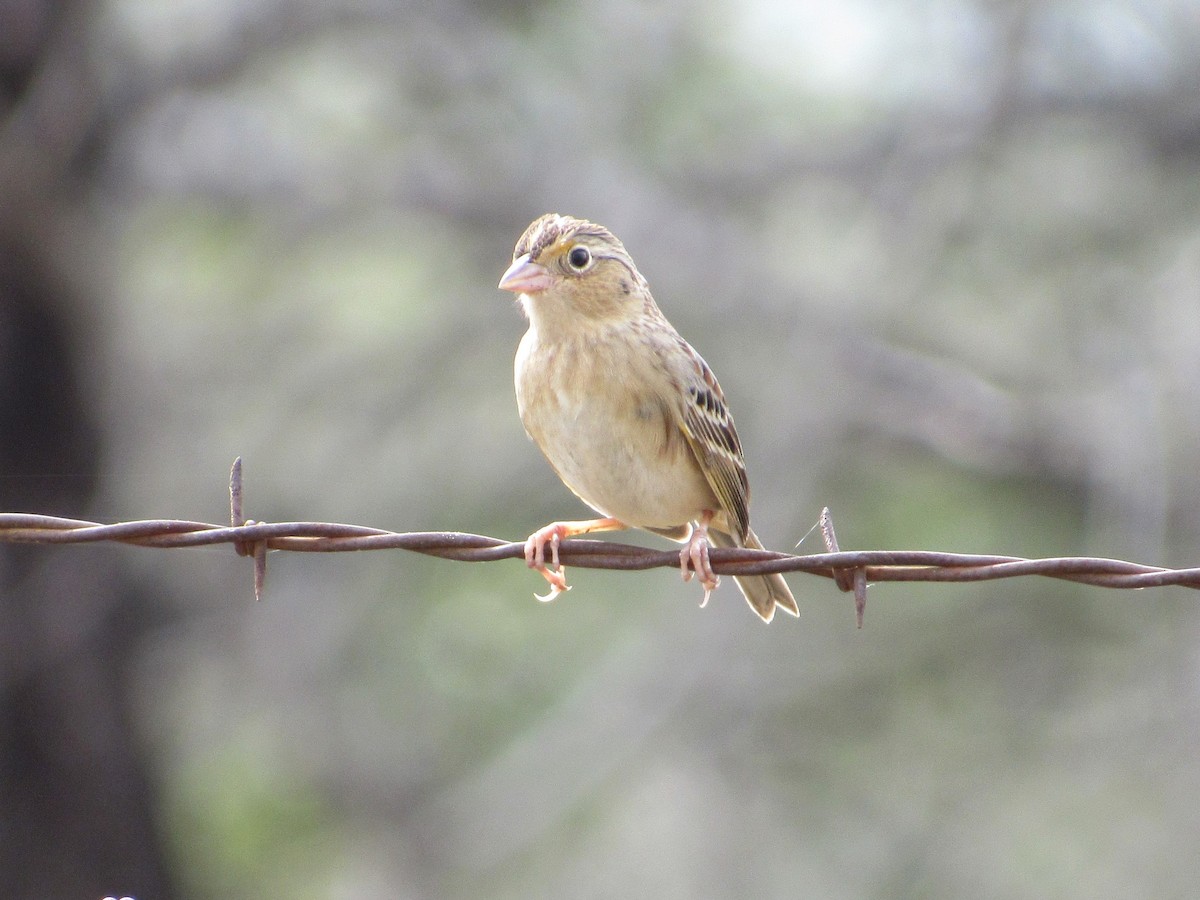 Grasshopper Sparrow - ML136699021