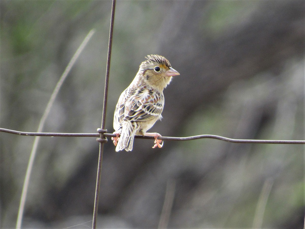 Grasshopper Sparrow - ML136699051