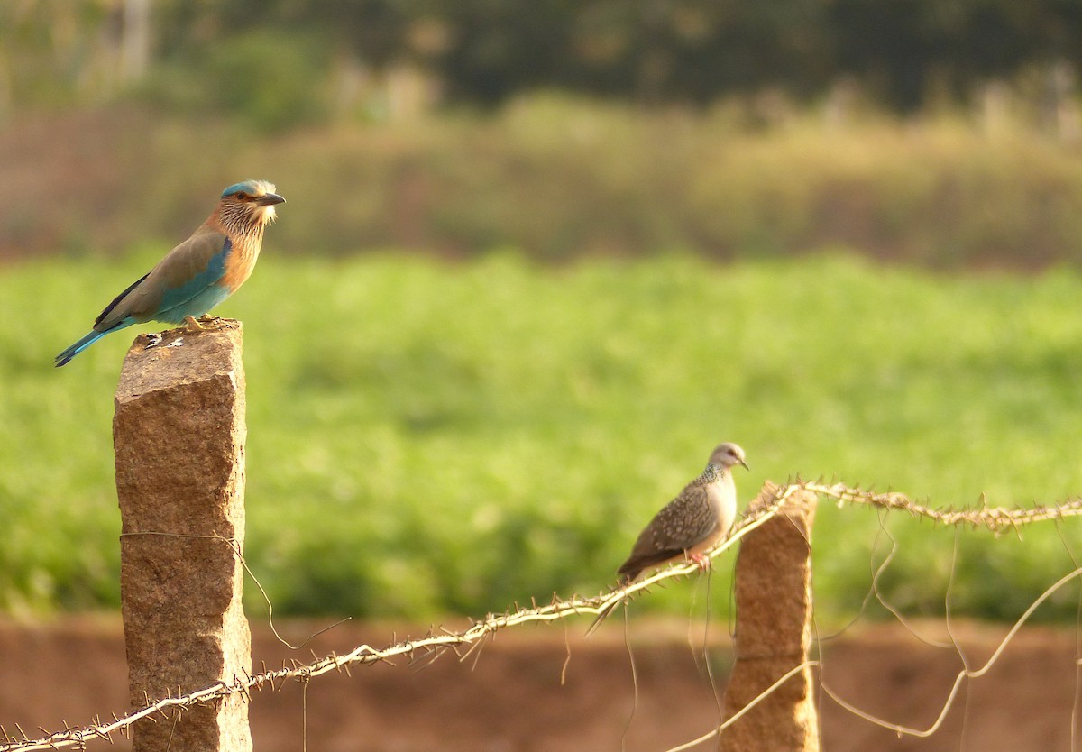 Indian Roller - ML136699291