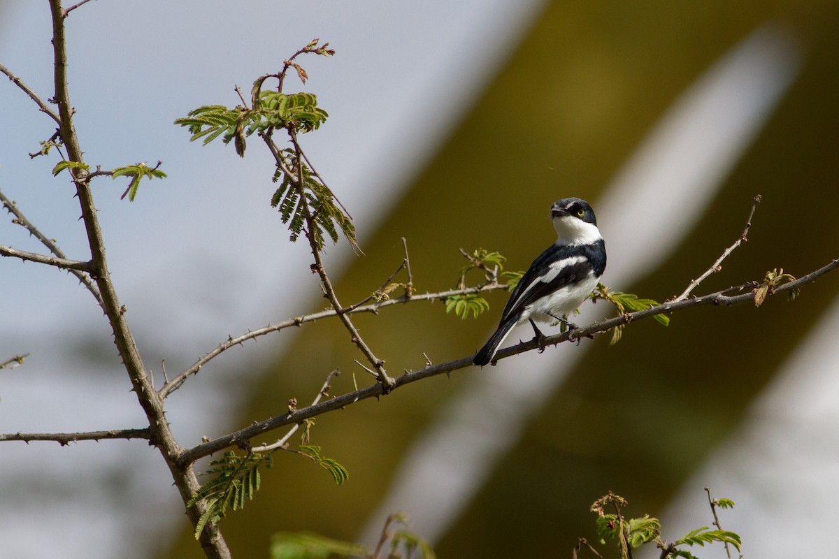 Pygmy Batis - Chris Sayers